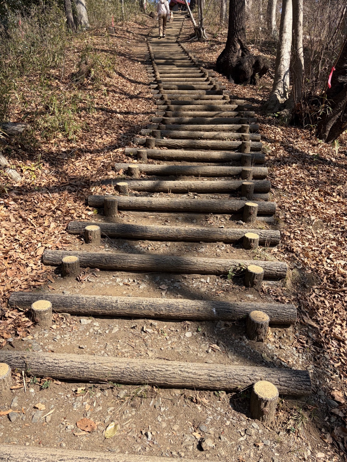 Log stairs on the trail with wife and Momiji walking ahead