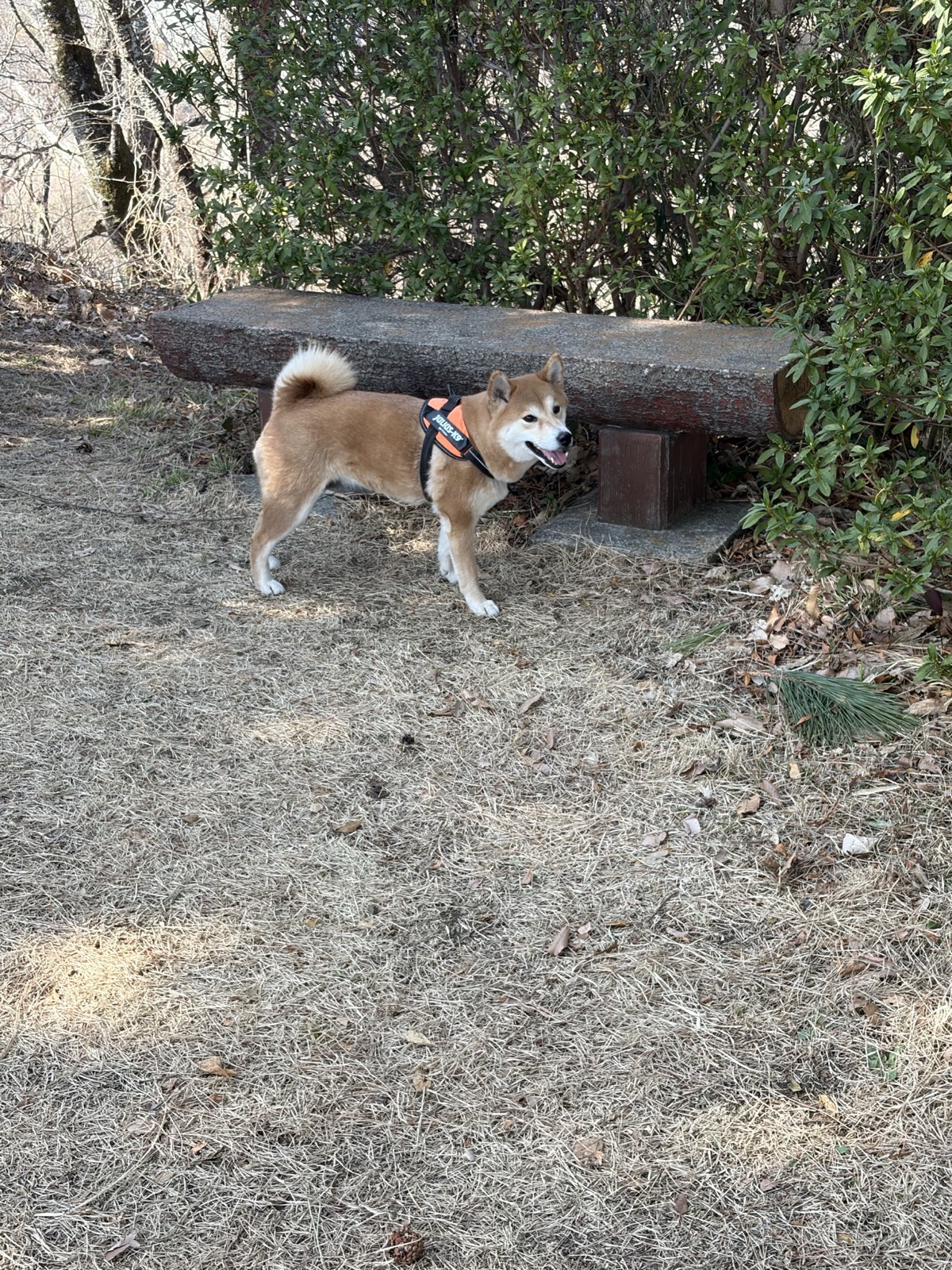 Momiji the Shiba Inu resting on a bench