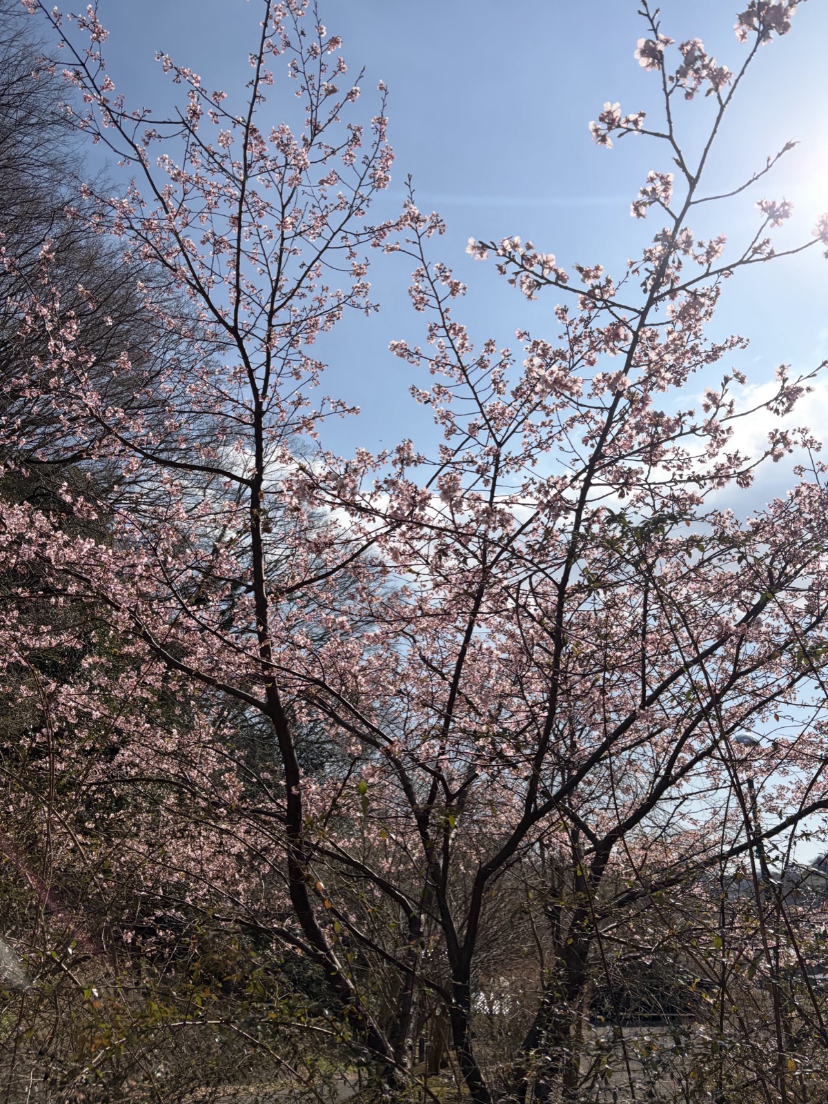 Cherry blossoms in full bloom near Komachi Shrine