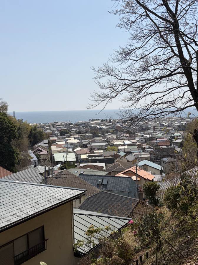 散歩道を歩くもみじ