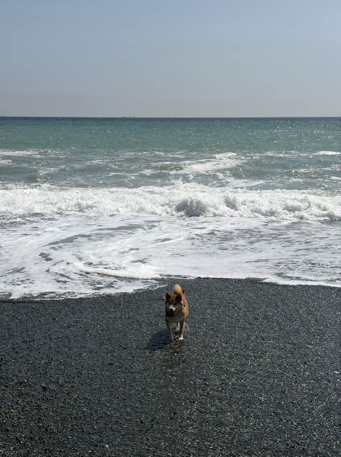 袖ヶ浦海岸の波打ち際を走るもみじ