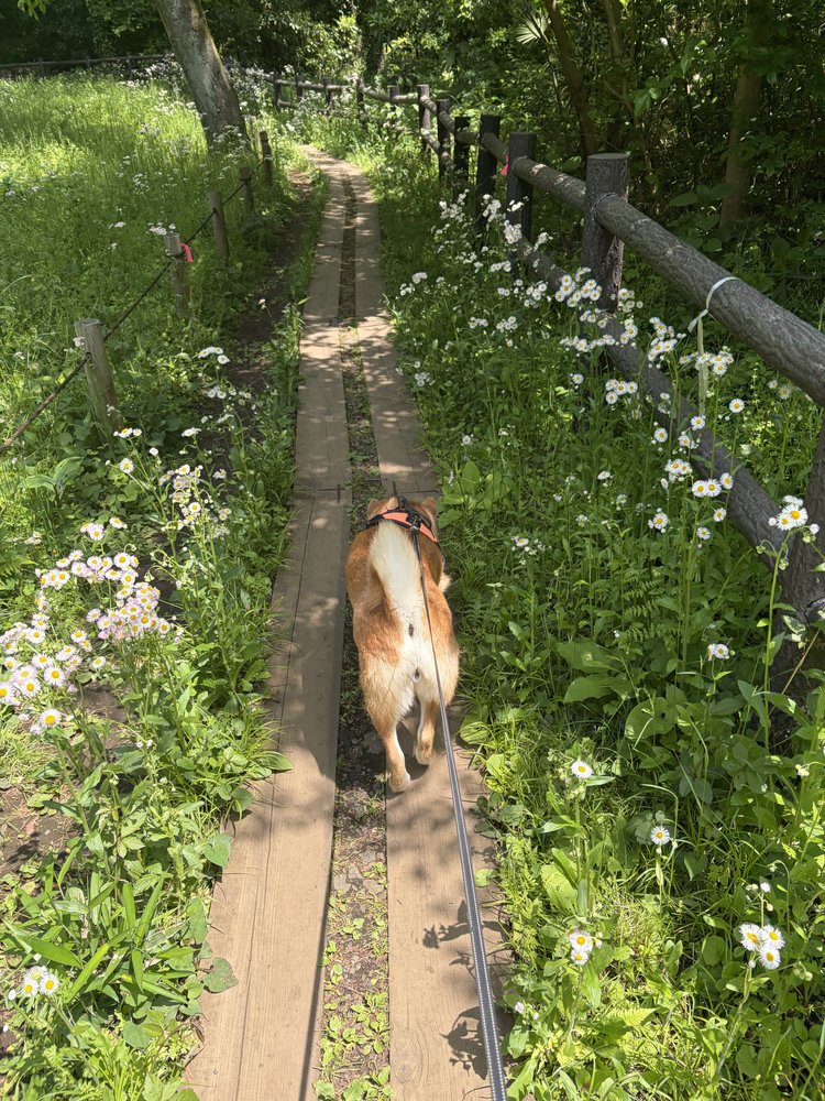 柴犬もみじとハルジオンの小道