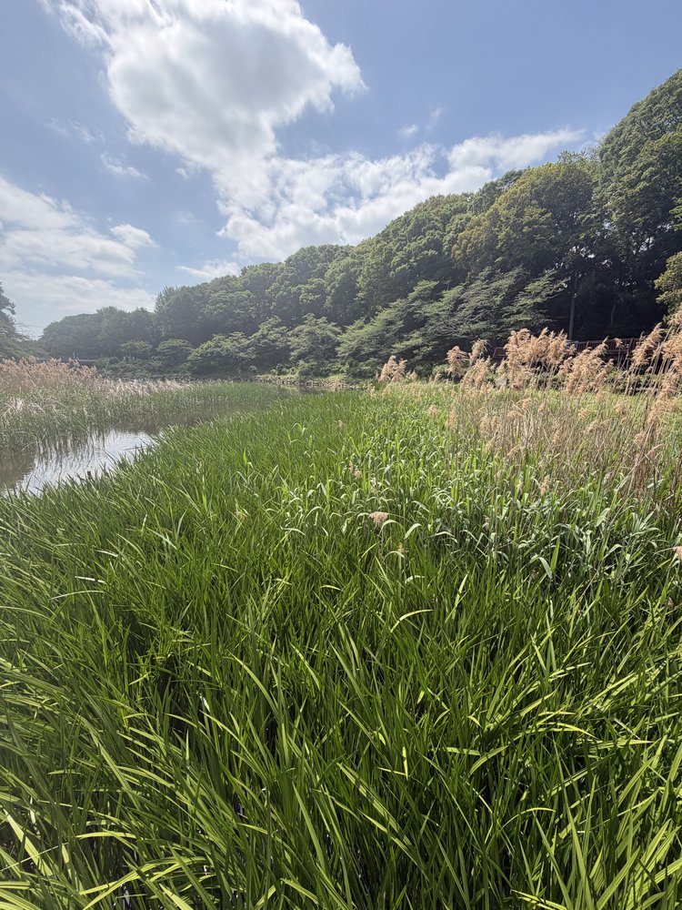 Reed beds along the spring-fed pond at Izumi no Mori Yamato Kanagawa