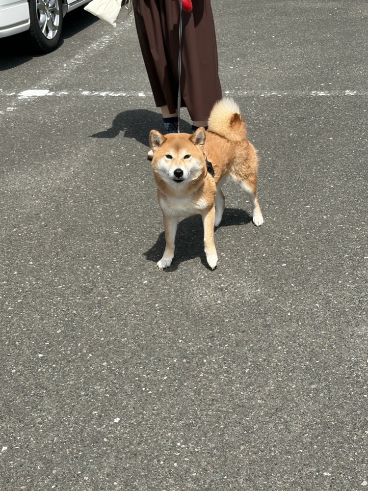 Momiji in the parking lot, blissfully unaware of what awaits.