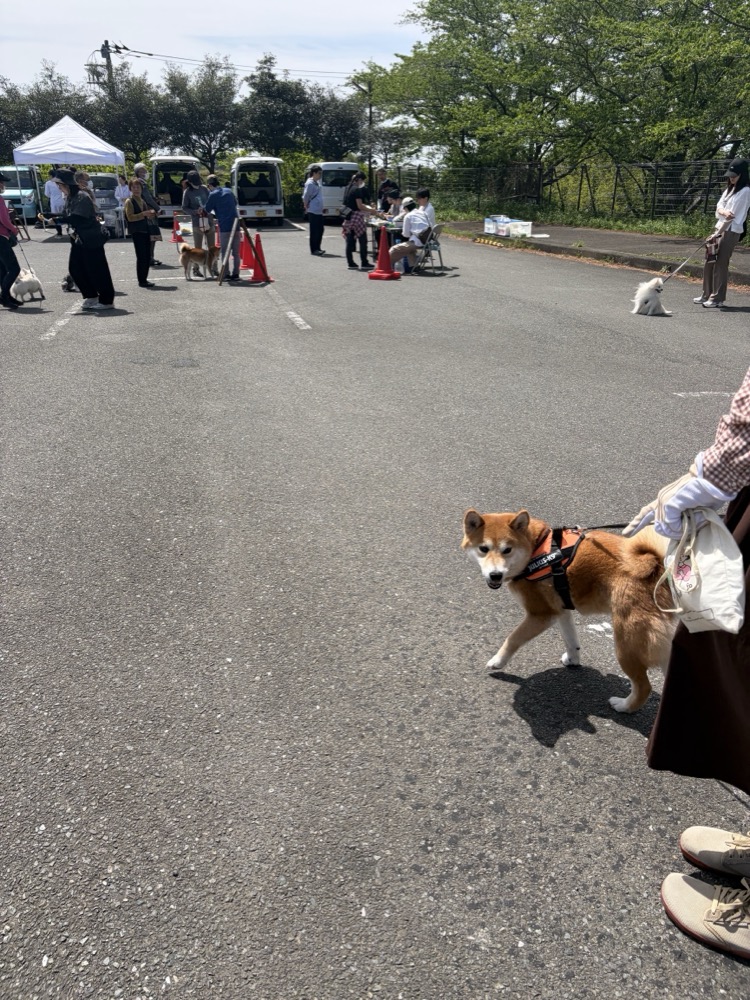 Momiji cheerfully greeting other dogs in line.