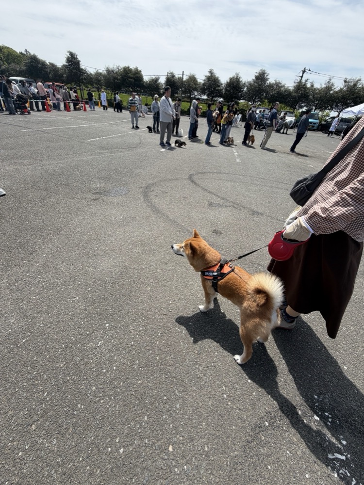 The vaccination event line — many owners gathered together.