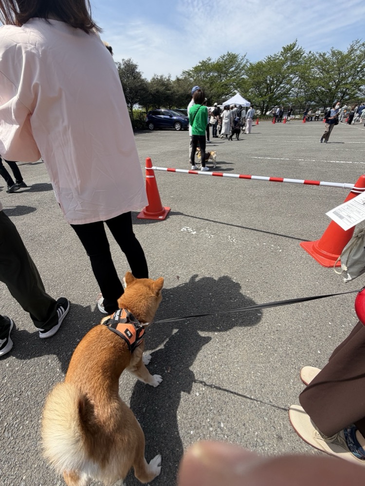 Momiji near the barrier — same as always.