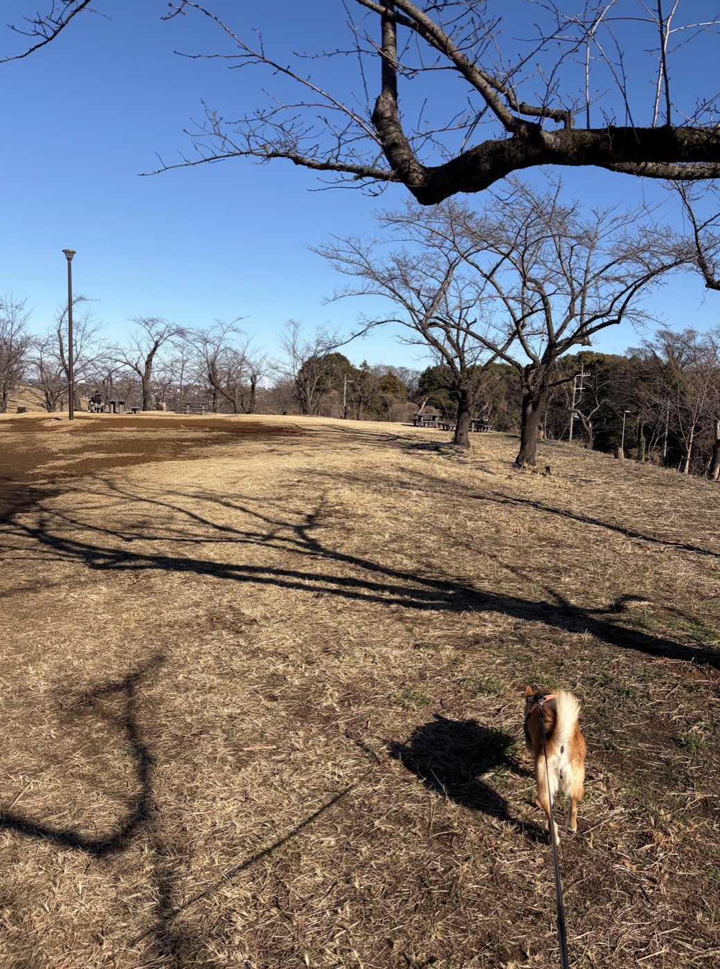 Shiba Inu Momiji running through a dry winter meadow at Kodomo Shizen Park
